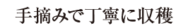 手摘みで丁寧に収穫 手摘みで丁寧に収穫