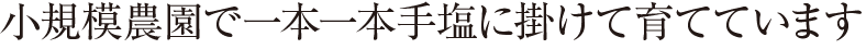 小規模農園で一本一本手塩に掛けて育てています